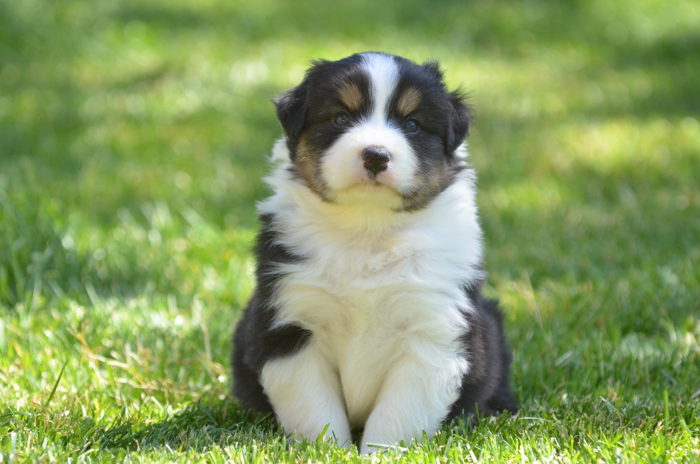 Berger Australien - Opal Aussie