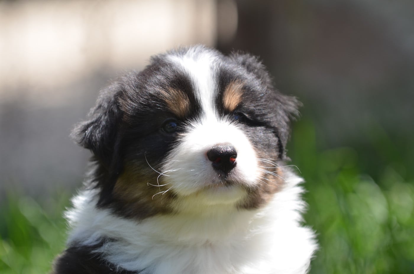 Berger Australien - Opal Aussie