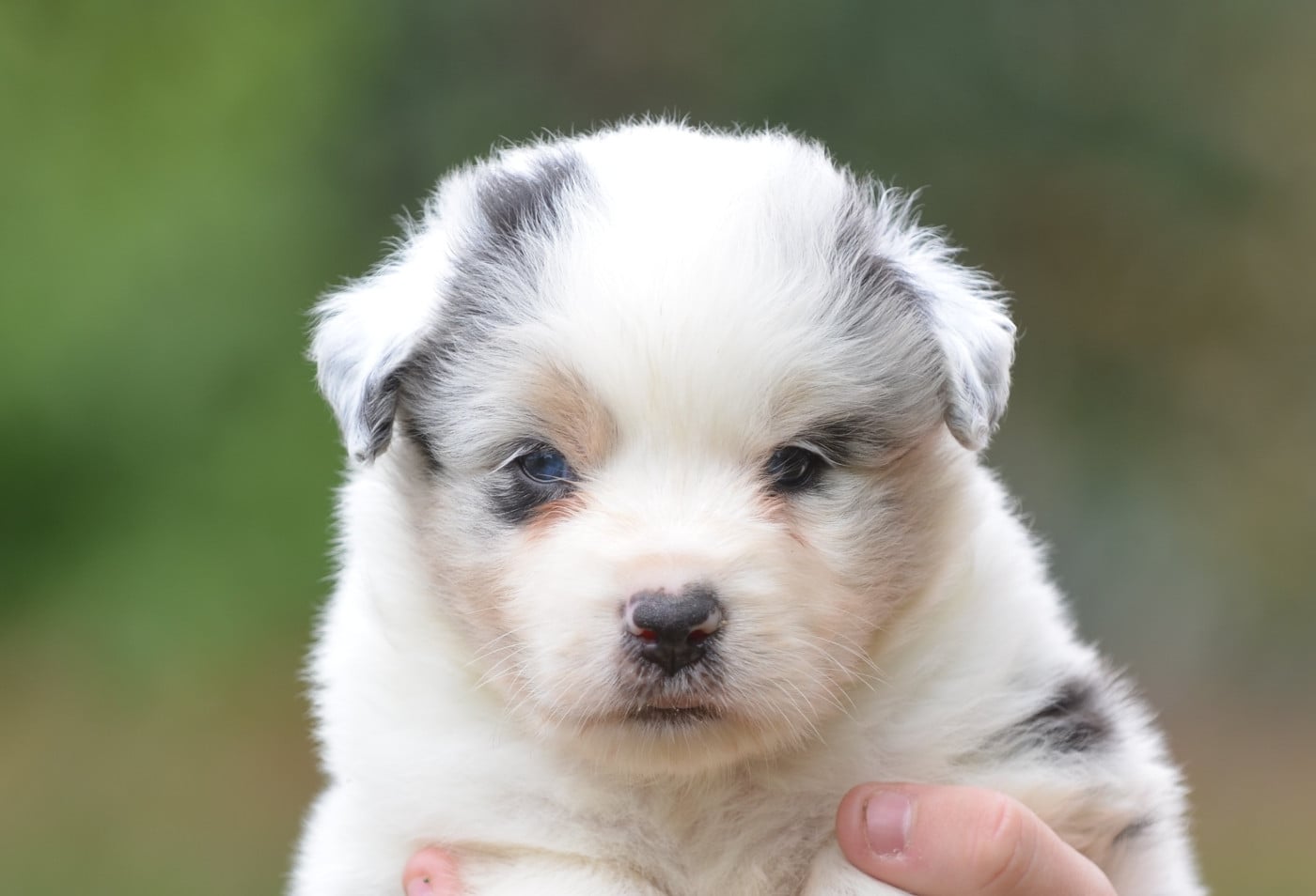 Berger Australien - Opal Aussie
