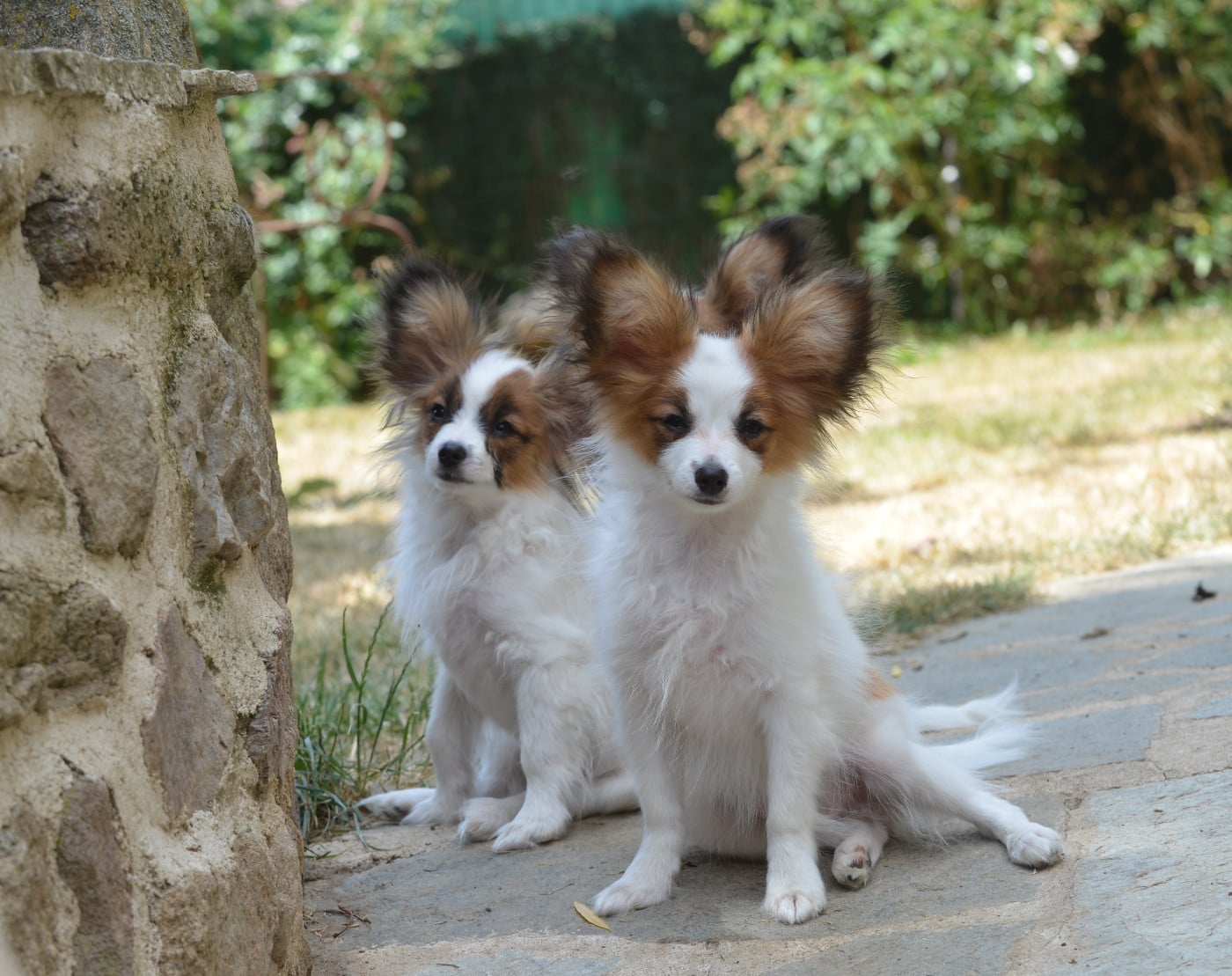 Epagneul nain Continental (Papillon) - Opal Aussie