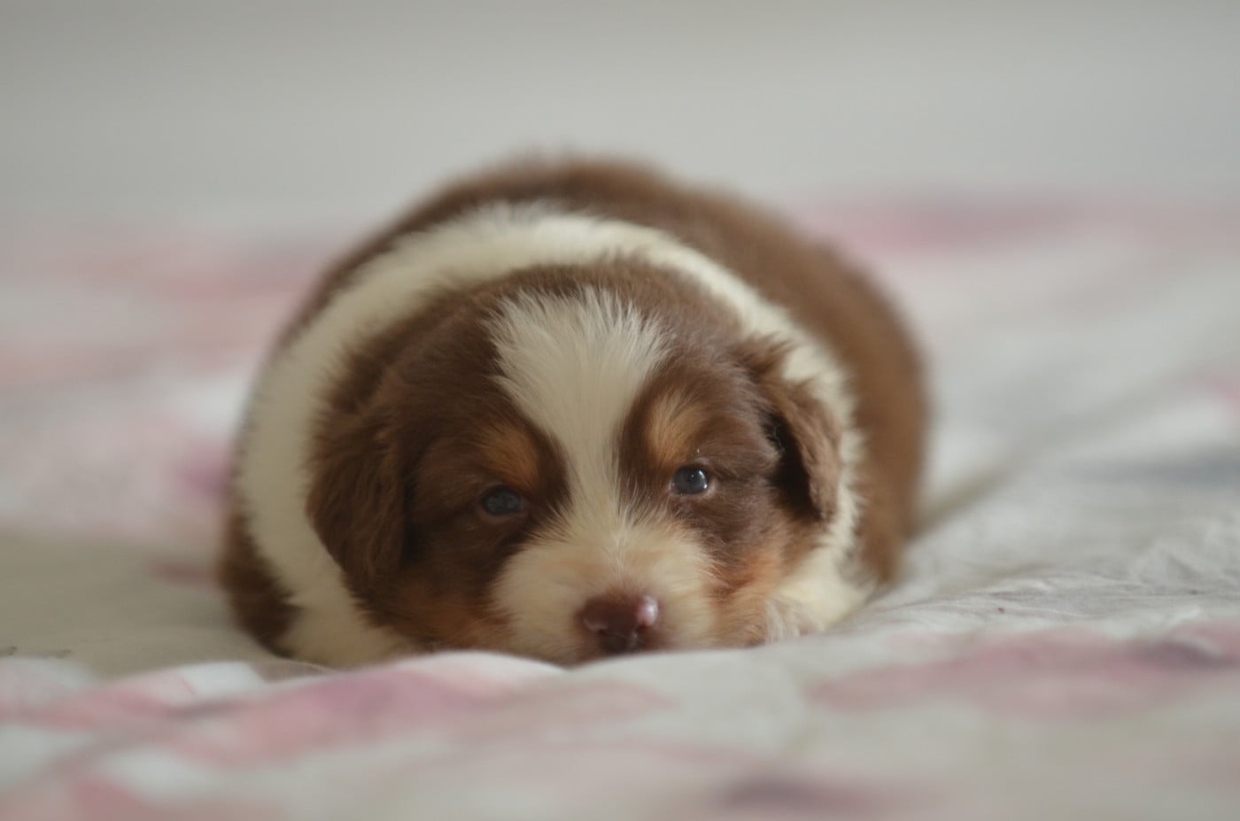 Berger Australien - Opal Aussie