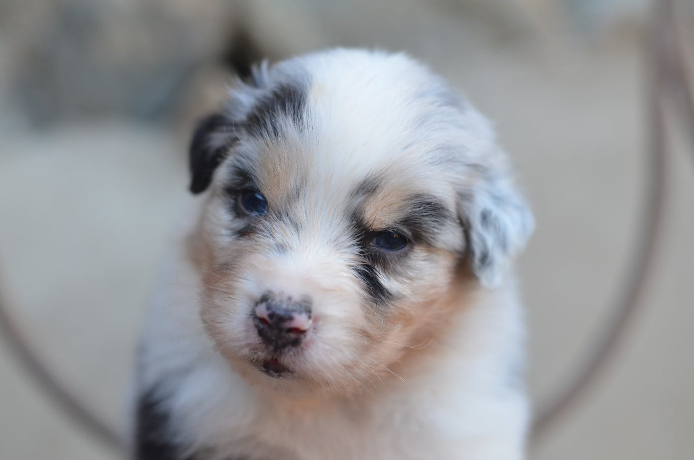 Berger Australien - Opal Aussie