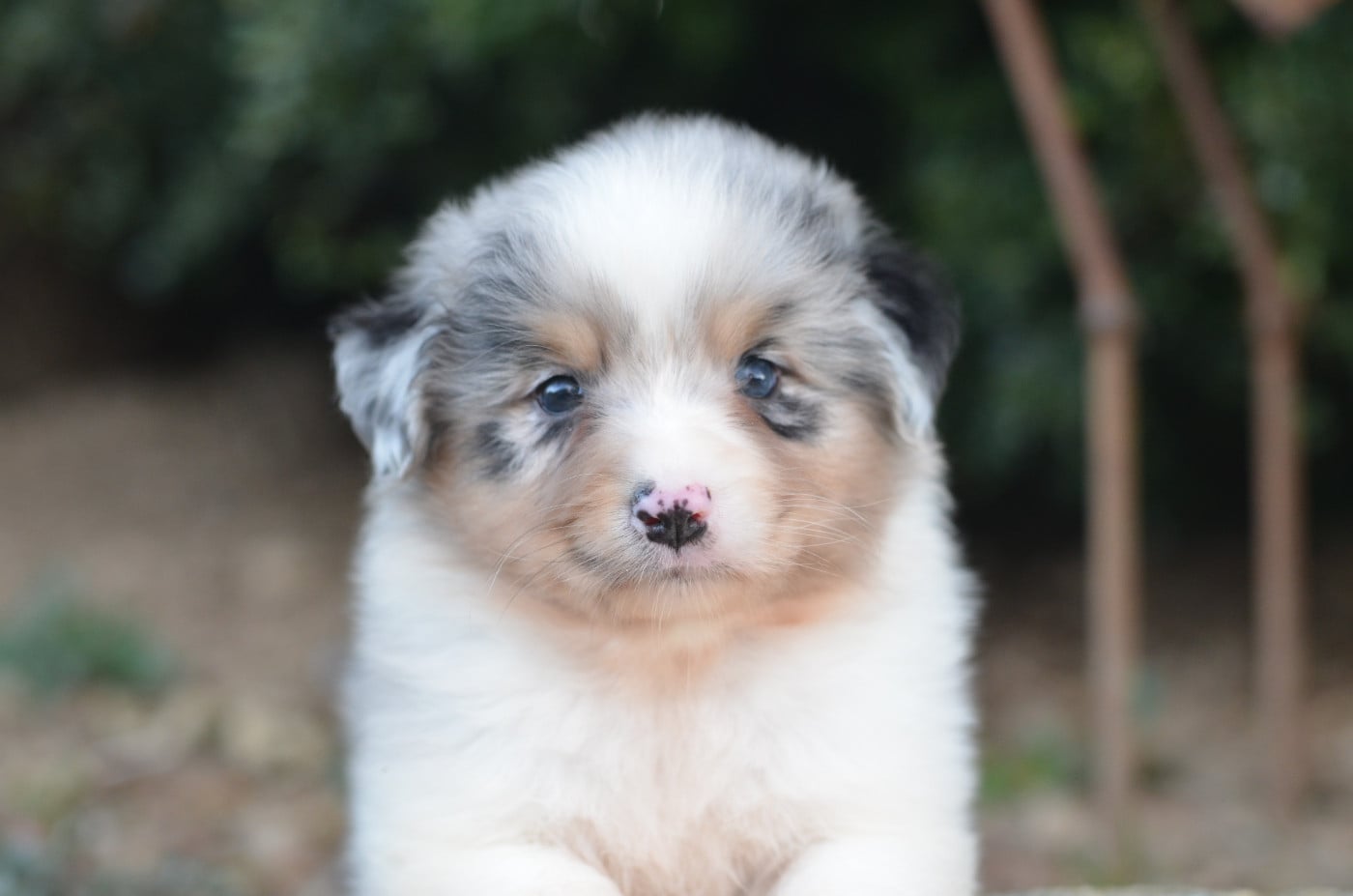 Berger Australien - Opal Aussie