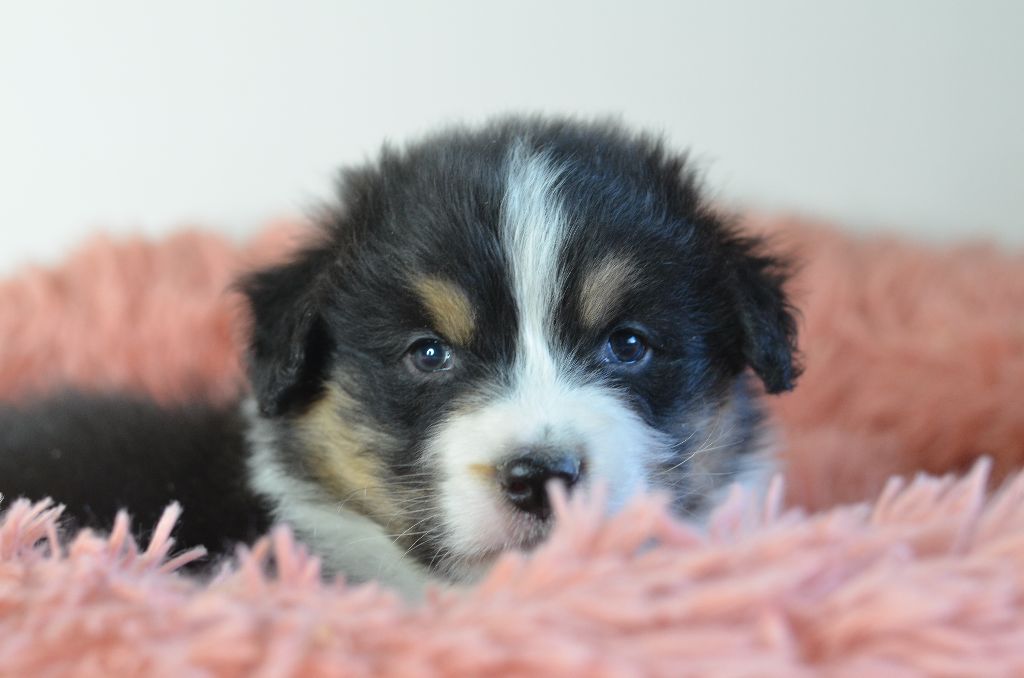 Accueil Elevage Opal Aussie eleveur de chiens Berger Australien Epagneul nain continental