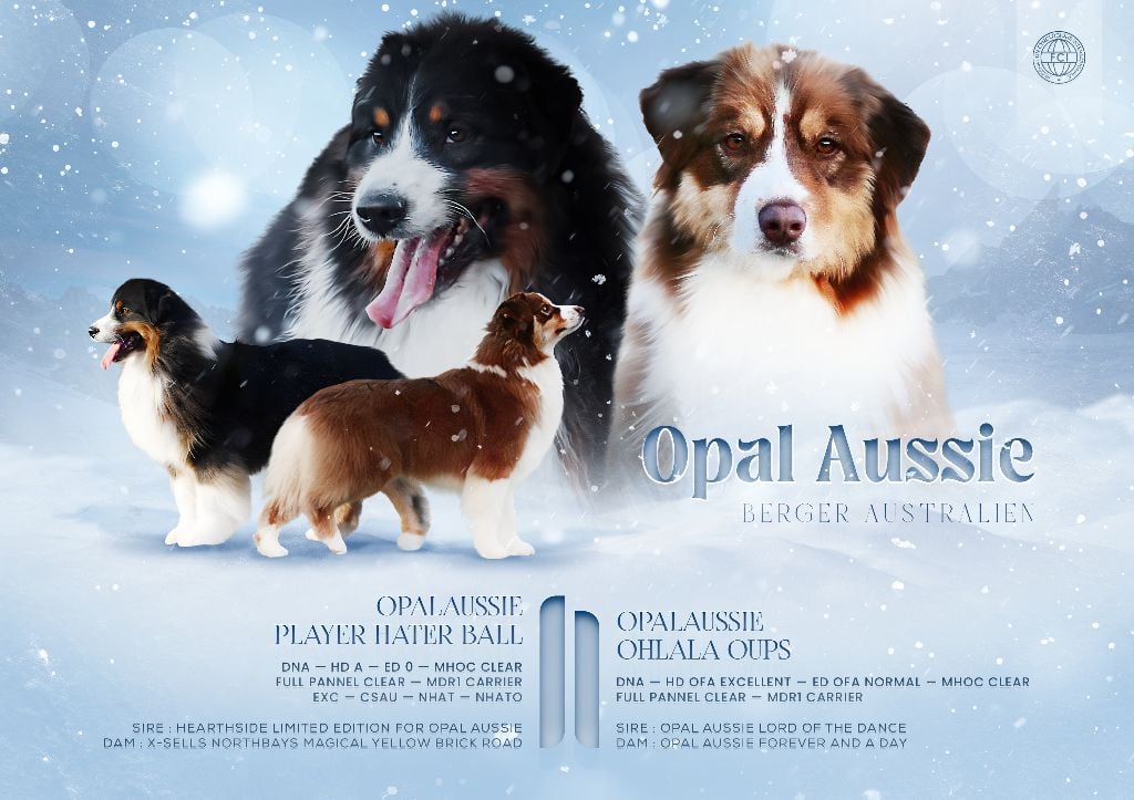 Berger Australien - Opal Aussie