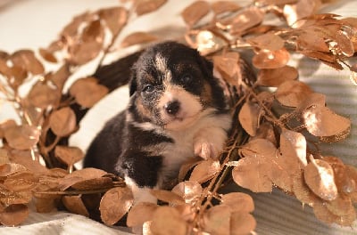 Les chiots de Berger Australien