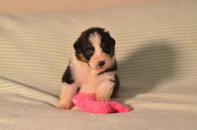 Les chiots de Berger Australien