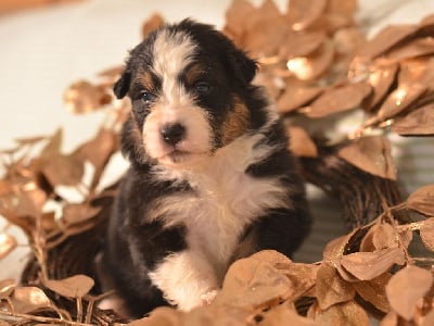 Les chiots de Berger Australien