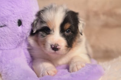 Les chiots de Berger Australien