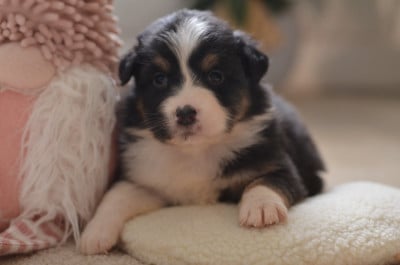 Les chiots de Berger Australien