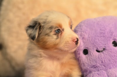 Les chiots de Berger Australien