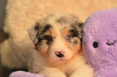 Les chiots de Berger Australien