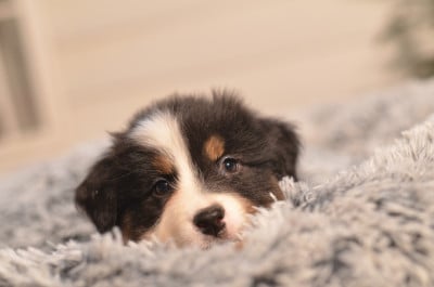 Les chiots de Berger Australien