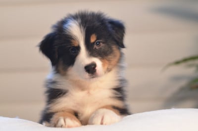 Les chiots de Berger Australien