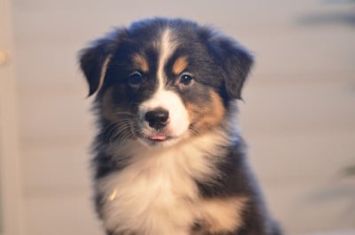 Les chiots de Berger Australien