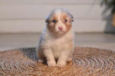 Les chiots de Berger Australien
