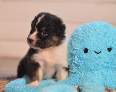 Les chiots de Berger Australien