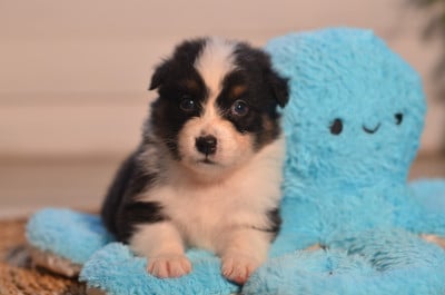Les chiots de Berger Australien