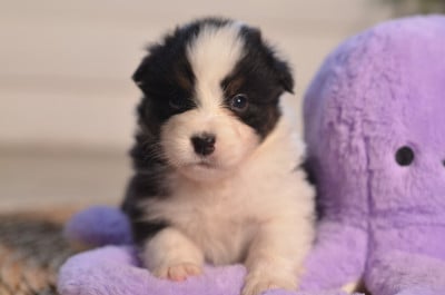 Les chiots de Berger Australien