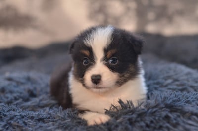 Les chiots de Berger Australien