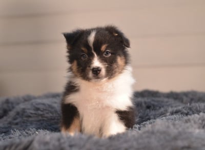 Les chiots de Berger Australien