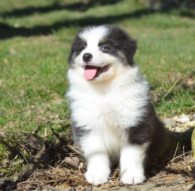 Les chiots de Berger Australien