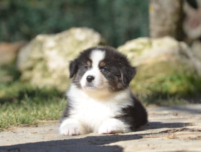 Les chiots de Berger Australien