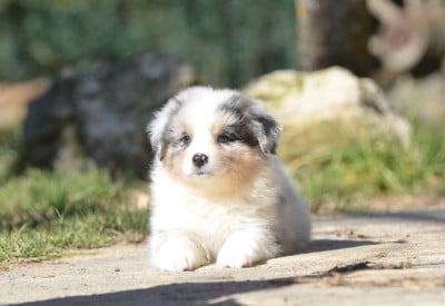 Les chiots de Berger Australien
