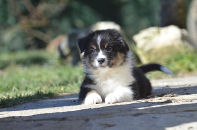 Les chiots de Berger Australien