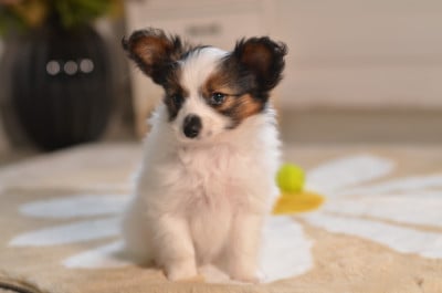 Les chiots de Epagneul nain Continental (Papillon)