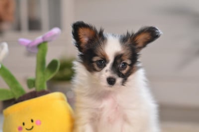 Les chiots de Epagneul nain Continental (Papillon)