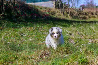 Les chiots de Berger Australien