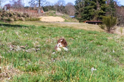 Les chiots de Berger Australien