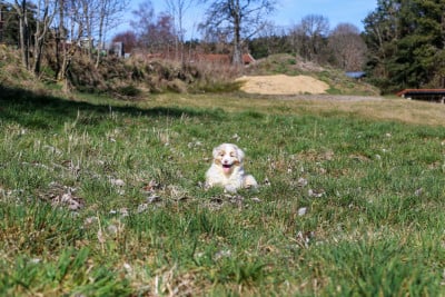 Les chiots de Berger Australien