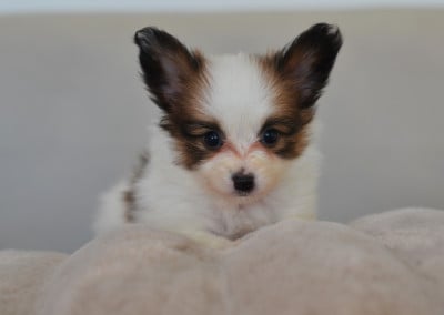 Les chiots de Epagneul nain Continental (Papillon)