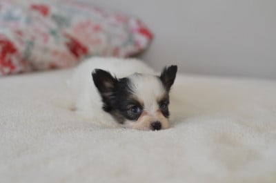 Les chiots de Epagneul nain Continental (Papillon)