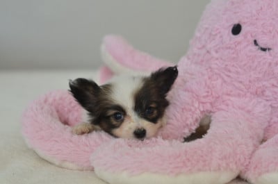 Les chiots de Epagneul nain Continental (Papillon)