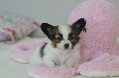 Les chiots de Epagneul nain Continental (Papillon)