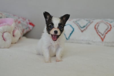 Les chiots de Epagneul nain Continental (Papillon)