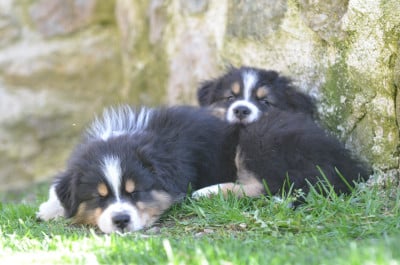 Les chiots de Berger Australien