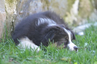 Les chiots de Berger Australien