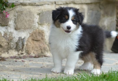 Les chiots de Berger Australien