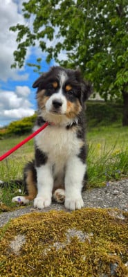 Les chiots de Berger Australien