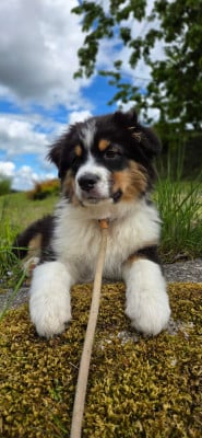 Les chiots de Berger Australien
