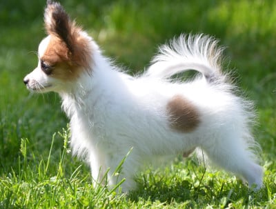Les chiots de Epagneul nain Continental (Papillon)