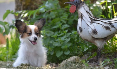 Les chiots de Epagneul nain Continental (Papillon)
