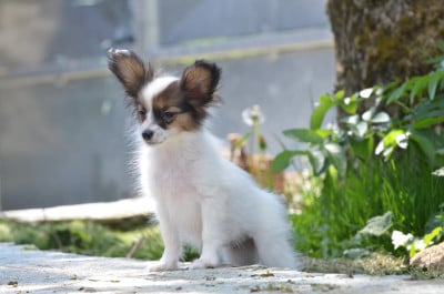 Les chiots de Epagneul nain Continental (Papillon)