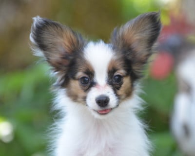 Les chiots de Epagneul nain Continental (Papillon)