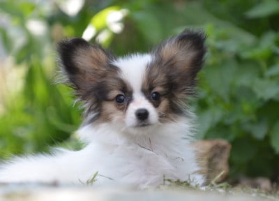 Les chiots de Epagneul nain Continental (Papillon)