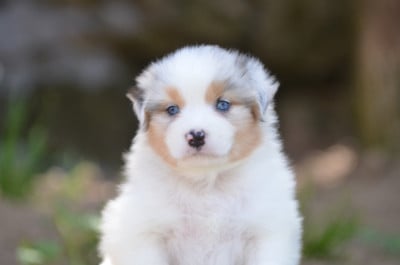 Les chiots de Berger Australien